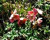 <em>Helleborus niger</em>